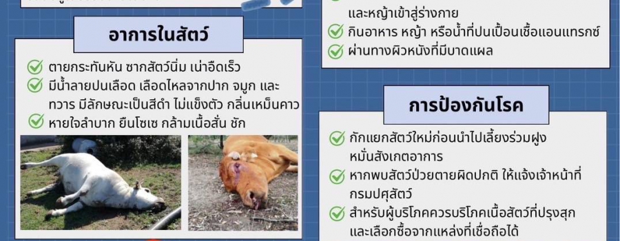 โรคแอนแทรกซ์ โรคติดต่อระหว่างสัตว์และคน